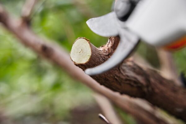 ASA 20.0 Battery Secateurs (AS Battery System) - Image 5